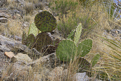 Engelmann's Prickly Pear