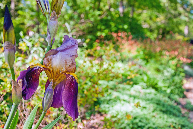 Neighborhood Iris