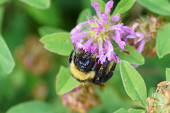 Hummel an Kleeblüten II