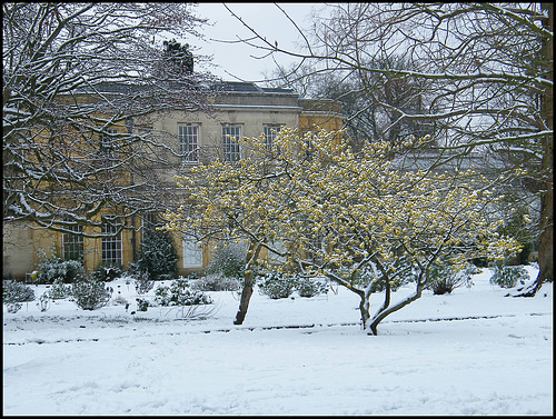 witch hazel in winter