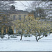 witch hazel in winter