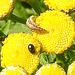 20230809 3623CPw [D~PB] Grüne Florfliege [Larve] (Chrysoperla carnea s.), Glattkäfer (Phalacridae agg), Steinhorster Becken