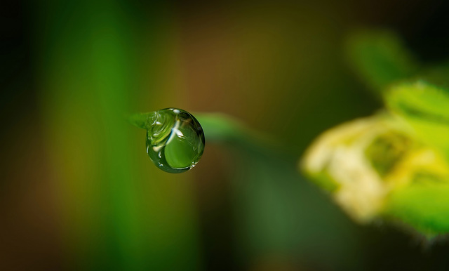 Der berühmte Tropfen am Grashalm :))  The famous drop on the blade of grass :))  La fameuse goutte sur le brin d'herbe :))