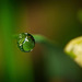 Der berühmte Tropfen am Grashalm :))  The famous drop on the blade of grass :))  La fameuse goutte sur le brin d'herbe :))