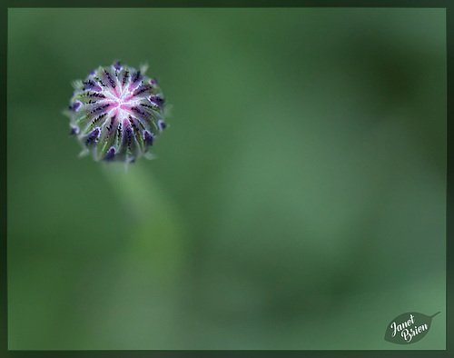 292/366: Alien or Dandelion Bud? [+1 in a note]