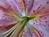 Pink Lily