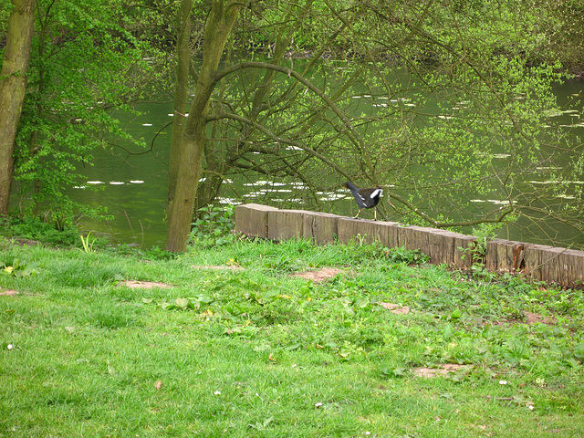 Coot at Rock Pool at Himley Estate