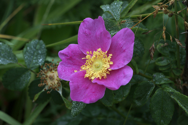 Wild Rose