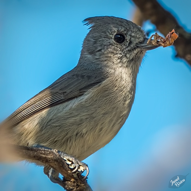 Pewee with Spider