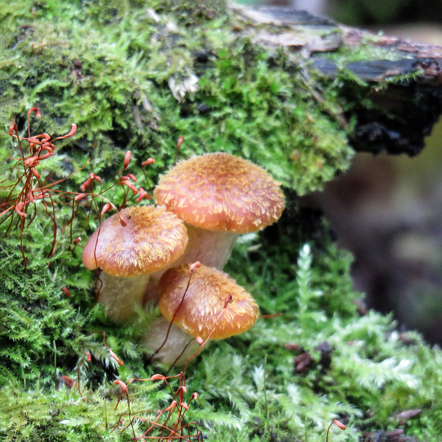 Honey Mushrooms