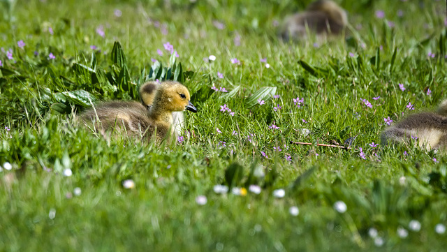 Resting Gosling