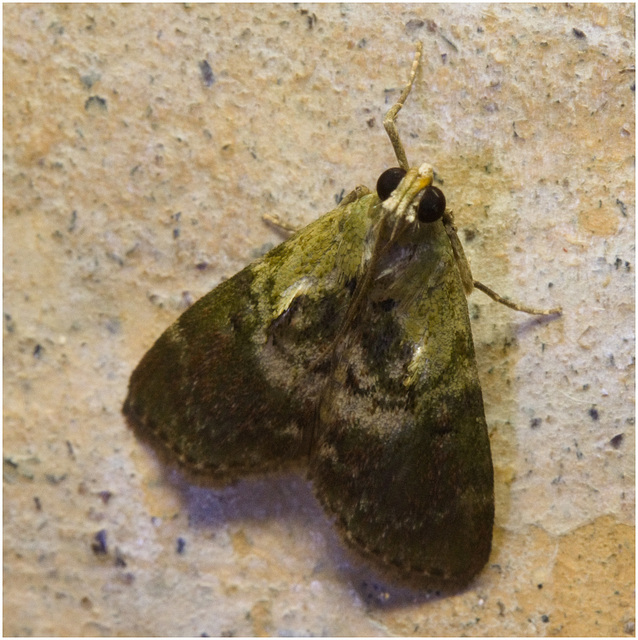 IMG 2345 Moth