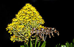 Plante d'Aeonium a fleurs.