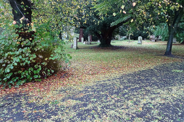 Autumn Leaves In Kelso