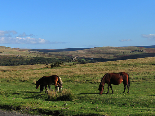 Dartmoor Nationalpark