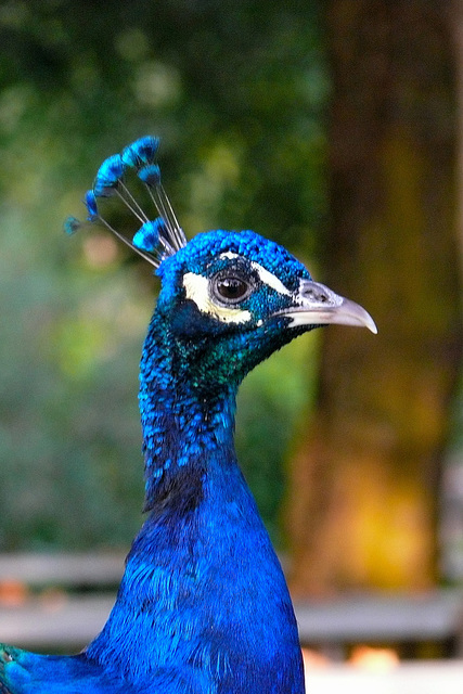 Proud peacock