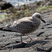 20140908 4910VRAw [NL] Möwe, Terschelling