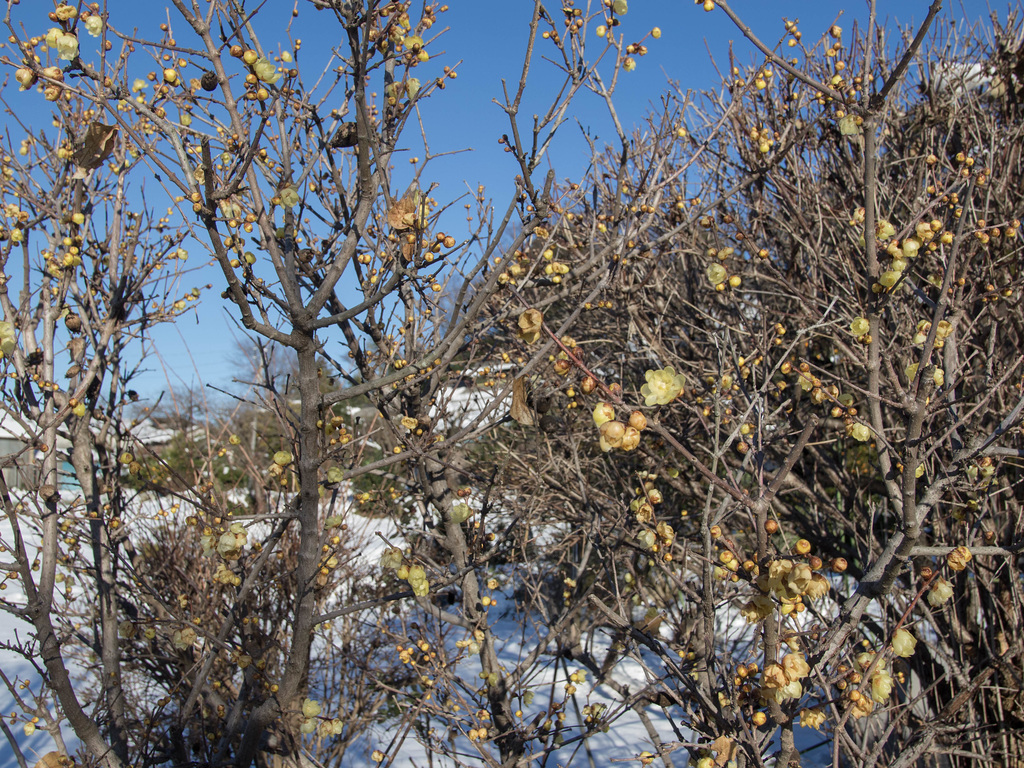 Wintersweet