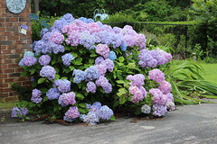 An awesome Hydrangea bush ~~just LOOK at those colors!!  (same friend's yard as one before this!