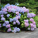An awesome Hydrangea bush ~~just LOOK at those colors!!  (same friend's yard as one before this!