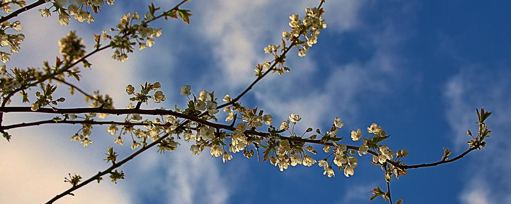 Blossom Everywhere!