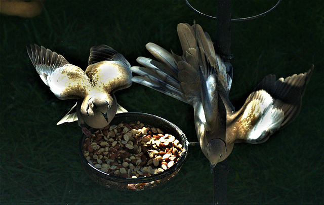 Collared Doves In A Bit Of A Flap!!! Collared Doves In A Bit Of A Flap!!!