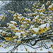 yellow blossom in the snow