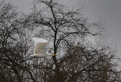 L'aigrette