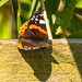 Red admiral