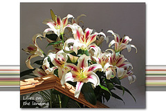 Lilies on the landing - 21.6.2014