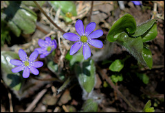 Hepatica nobilis (1)