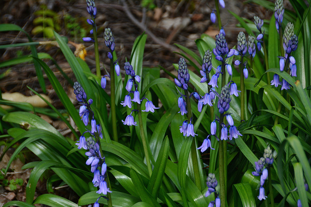 Bluebells