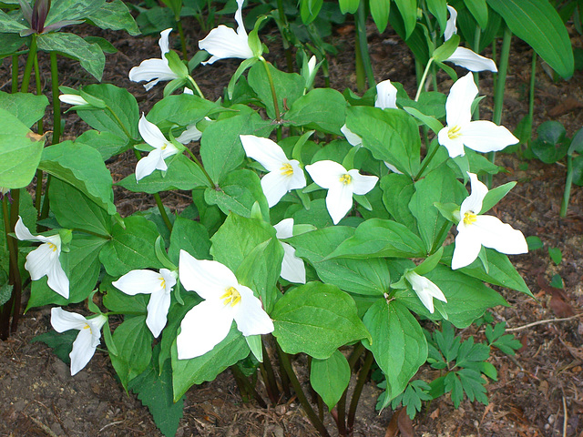 079 Waldsterne -  Trillium grandiflorum