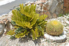 Symi Paradise, Green Cactus and One More Plant
