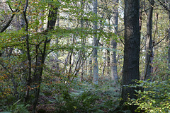 Gosforth Woods