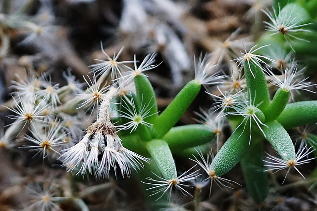 Eine Versammlung kleiner Stachelmännchen - A gathering of little spiky creatures