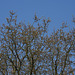 Oak before Ash ?