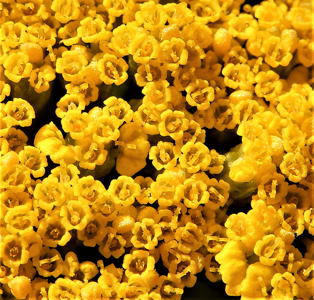 Macro Mondays Petals 1x PiP Petals of the yellow yarrow Macro Mondays Petals 1x PiP Petals of the yellow yarrow