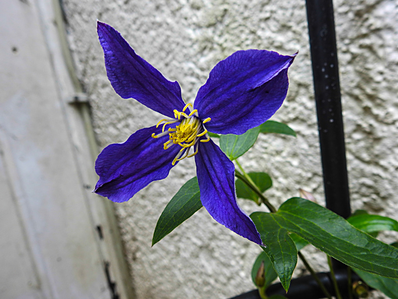 20200804 9600CPw [D~LIP] Waldrebe (Clematis SoMany Blue Flowers), Bad Salzuflen