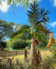 landscaping detail - Koko Head Crater Botanical Gardens