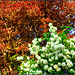 Red Beech and snowball (Fagus --Viburnum)