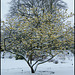 witch hazel in the snow