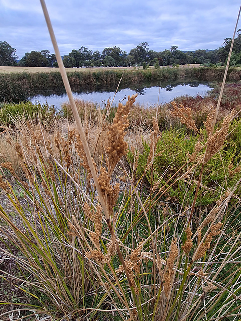 wetland autumn