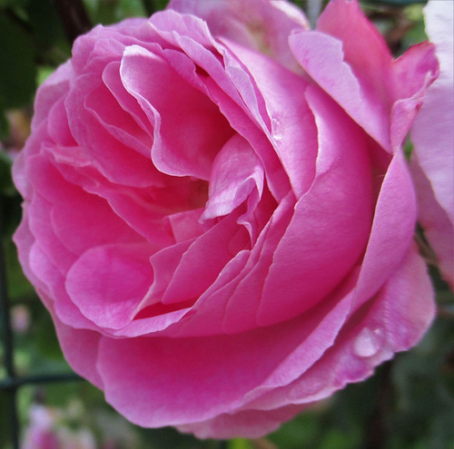 Une rose pour vous**************