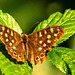 Speckled wood butterfly
