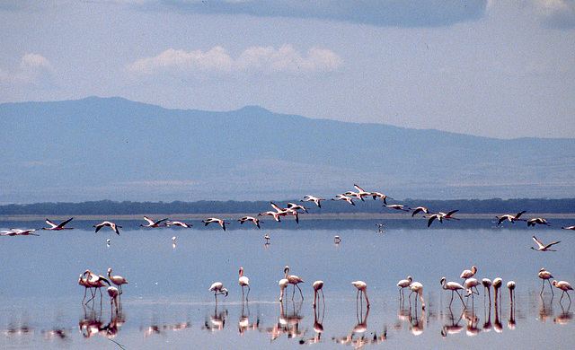 Flamingos on Lake Nakuru