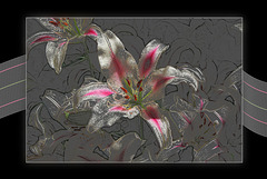 Lilies with colored pencils filter