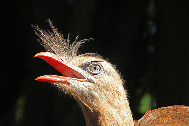 Red-legged Seriema