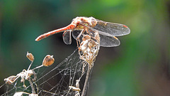 Unknown Dragonfly