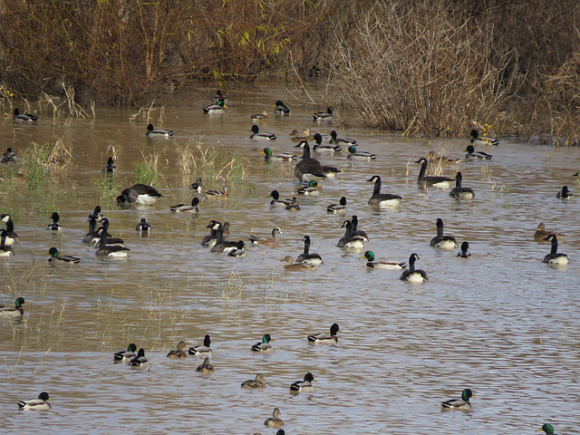 Waterfowl at Tennessee NWR